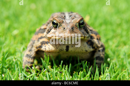 Magnifique photo d'un crapaud, grenouille, harcelant la mouche qui est perché sur un brin d'herbe. Les couleurs luxuriantes, concentration totale. Banque D'Images