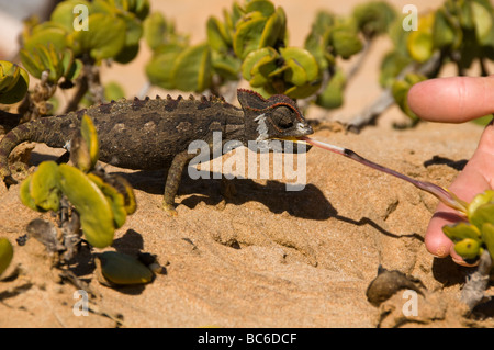 Caméléon Namaqua manger un ver dans le désert le long de la Côte des Squelettes en Namibie Banque D'Images