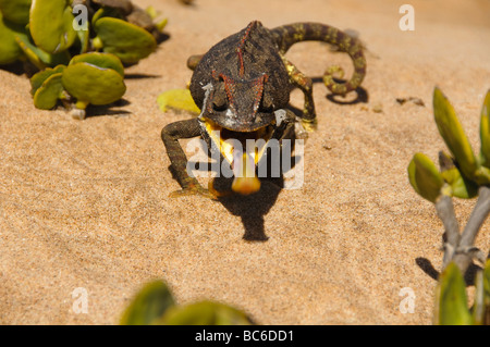 Caméléon Namaqua manger un ver dans le désert le long de la Côte des Squelettes en Namibie Banque D'Images