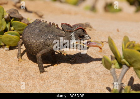 Caméléon Namaqua manger un ver dans le désert le long de la Côte des Squelettes en Namibie Banque D'Images