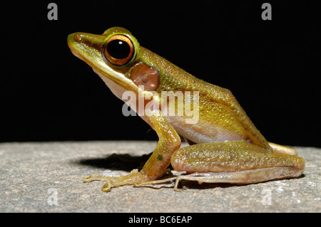 La grenouille Rana Lèvres blanches, chalconota Banque D'Images