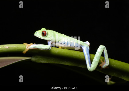 Les jeunes Red eyed Tree Frog Agalychnis, callidrya. Également connu sous le nom Red eyed, marchant le long d'une branche Banque D'Images