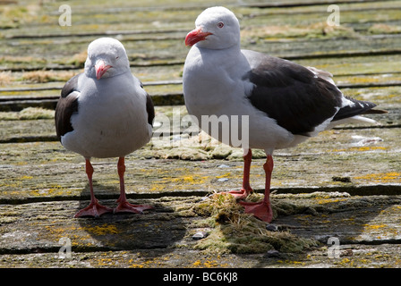 Une paire de mouettes, Dolphin Leucophaeus scoresbii Banque D'Images