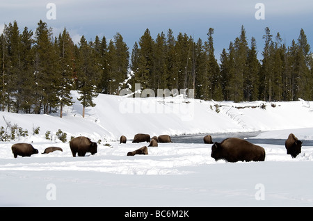 American Bison bison bison Madison Yellowstone River N P Bretagne France Banque D'Images