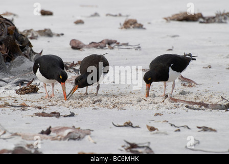 Les huîtriers, Haematopus leucopodus Magellan - creuser pour l'alimentation. Également connu sous le nom de l'Huîtrier pie Banque D'Images