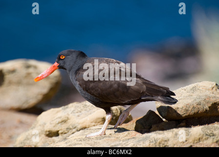 L'huîtrier Haematopus ater noirâtre, sur un rocher, l'autre. Aussi connu comme un courlis ou Huîtrier noir Banque D'Images