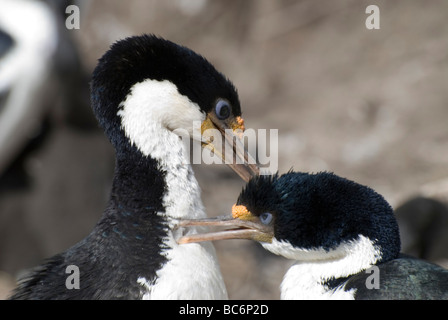 Une paire de cormorans, Phalacrocorax atriceps impériale albiventer lissage, l'autre. Shag impériale ou King Shag cormoran ou Banque D'Images