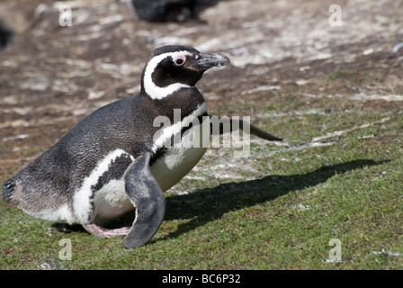 Magellanic Penguin, Spheniscus magellanicus, qui est également connu sous le nom de Jackass. Le pingouin est en elle-même au soleil. Banque D'Images