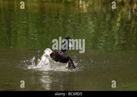 Moretta Aythya fuligula fuligule morillon fuligule morillon reiherente uccelli oiseaux spruzzi lago stagno palude Bayerische Wald Baviera Banque D'Images