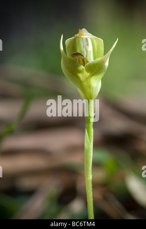 Blunt Greenhood Orchid, Pterostylis curta, Grampians. Victoria, Australie. Banque D'Images