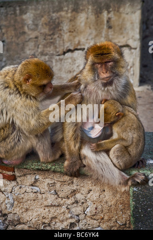 Un jeune Barbary Macaque Macaca sylvanus infirmières lors d'une autre caresse la mère au Queens Gate Ape Den Rocher de Gibraltar Banque D'Images