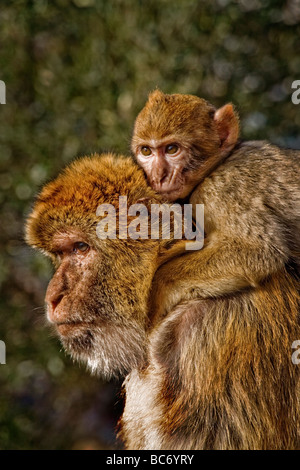 Un jeune Barbary Macaque Macaca sylvanus épouse sa mère au Queens Gate Ape Den sur la partie supérieure du Rocher du rocher de Gibraltar Banque D'Images