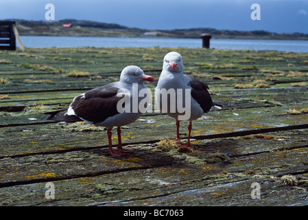 Une paire de mouettes, Dolphin Leucophaeus scoresbii, on a pier Banque D'Images