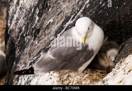 Mouette tridactyle parent à la recherche après un poussin nouvellement éclos sur une corniche d'une falaise sur l'île de mai Banque D'Images