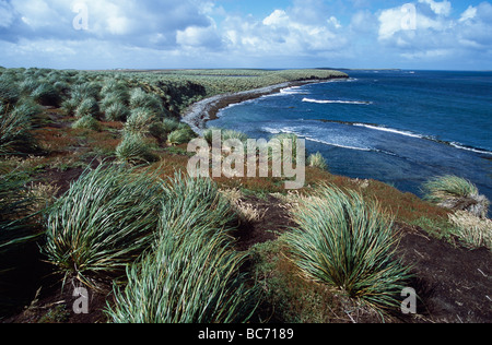 Poa flabellata tussac, herbe, sur une falaise surplombant la mer Banque D'Images