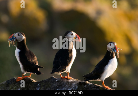 Trois macareux moines debout sur un rocher deux factures d'avoir plein de poissons. soleil du soir Banque D'Images