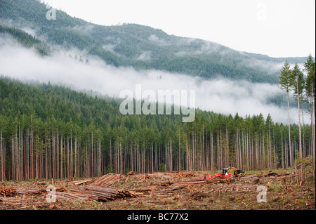 La déforestation dans le parc provincial de la Carmanah Walbran l'île de Vancouver, British Columbia Canada Banque D'Images