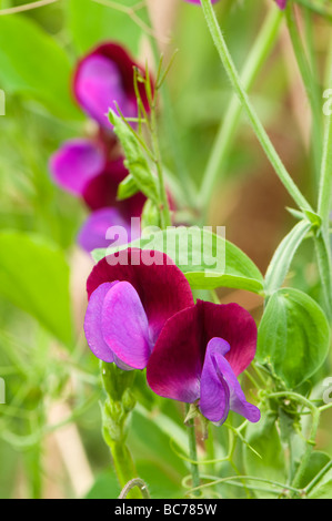 Sweet pea, Lathyrus odoratus 'Cupani' Banque D'Images