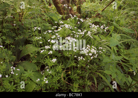 Woodruff Galium odoratum Rubiaceae woodland UK Banque D'Images