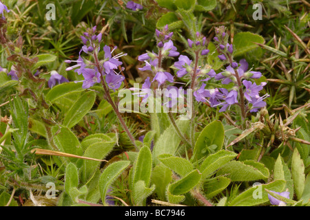 Heath speedwell Veronica officinalis Scrophulariaceae UK Banque D'Images