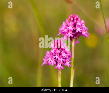 Anacamptis pyramidalis orchidée pyramidale Banque D'Images