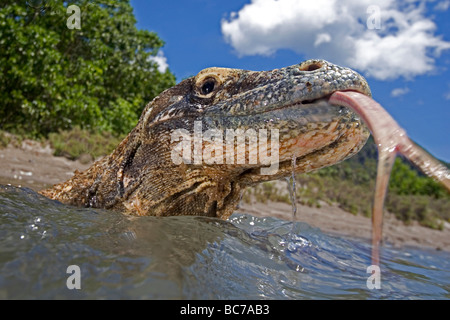 Dragon de Komodo, Varanus komodoensis, natation. Il est également connu comme l'île de Komodo Monitor Banque D'Images