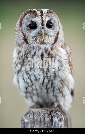 Chouette hulotte, Strix Aluco enr, sur un panneau en bois dans la campagne anglaise Banque D'Images