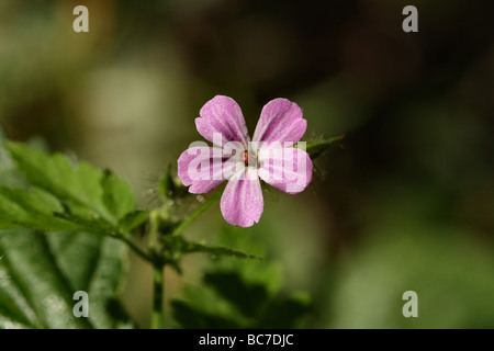 Geranium robertianum Robert Plante de la famille des Géraniacées rapprochée sur Canon 100 mm macro de fleurs Banque D'Images