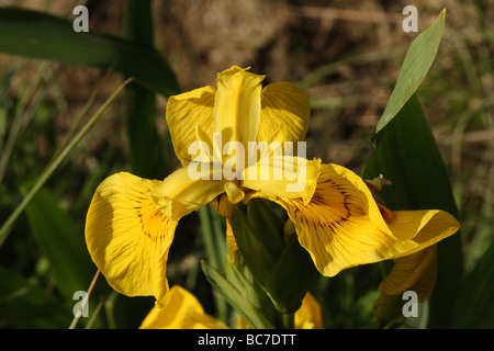 Drapeau jaune Iris pseudacorus Iris Iridaceae famille proche de l'Flwer macro canon 100 mm Banque D'Images