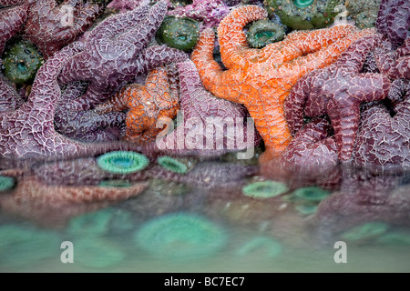 Étoiles de mer et des anémones de mer à marée basse Bandon beach Oregon Banque D'Images