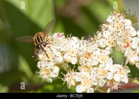 Hoverfly Helophilus pendulus européenne la collecte de nectar. Banque D'Images