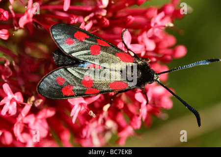 6 Spot Burnet Moth Zygaena filipendulae famille des Zygaenidae Banque D'Images
