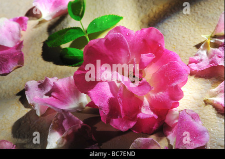 roses, Stil Life, art, design naturel, boquet frais, maison, style de vie, Banque D'Images