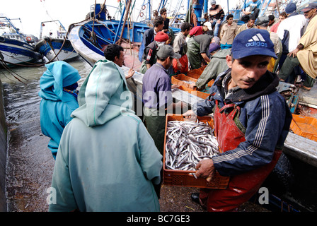 Pêcheur marocain le déchargement prises à port de pêche de la côte atlantique d'Essaouira au Maroc Afrique du Nord Banque D'Images