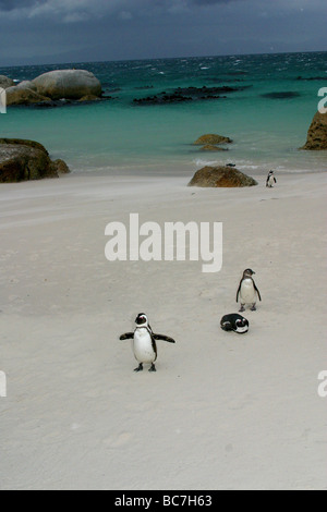 Pingouins africains, Spheniscus demersus, marche à pied de la plage Banque D'Images