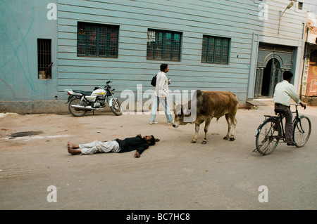 Une vache fait enquête sur un homme portant à plat dans la route Varanasi, Inde. Banque D'Images