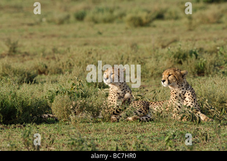 Stock photo de deux guépards reposant sur les plaines à herbes courtes de Ndutu, Tanzanie, février 2009. Banque D'Images