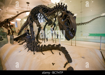 Le dinosaure Allosaurus à Exhibit Museum of Natural History NEW YORK Banque D'Images