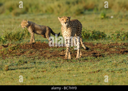 Stock photo d'une mère Guépard et son petit, en Tanzanie, au Ndutu Février 2009. Banque D'Images