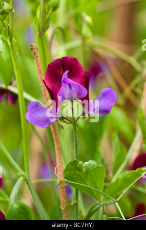 Sweet pea, Lathyrus odoratus 'Cupani' Banque D'Images