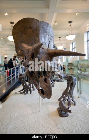 Triceratops dinosaure à cornes combustibles Museum d'Histoire Naturelle de Paris Banque D'Images