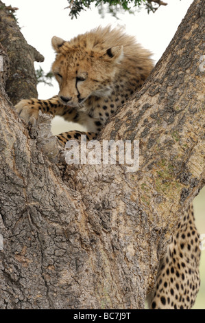 Stock photo d'un cheetah cub escalade un arbre, Tanzanie, Ndutu Banque D'Images