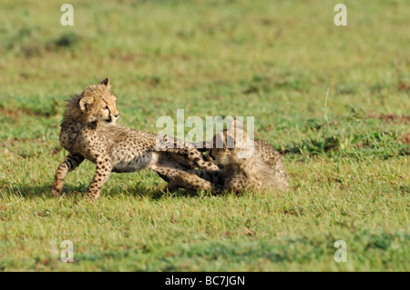 Stock photo de deux oursons cheetah jouer ensemble, la Tanzanie, Ndutu, février 2009. Banque D'Images