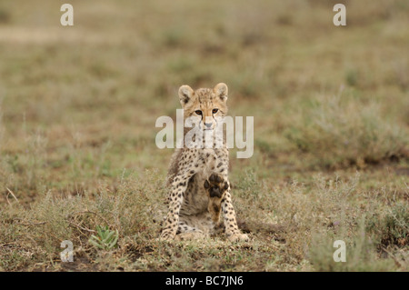 Stock photo d'un cheetah cub assis sur les plaines à herbes courtes de Ndutu, Tanzanie, février 2009. Banque D'Images