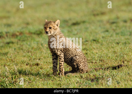 Stock photo d'un cheetah cub assis sur les plaines à herbes courtes de Ndutu, Tanzanie, février 2009. Banque D'Images