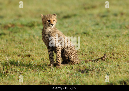 Stock photo d'un cheetah cub assis sur les plaines à herbes courtes de Ndutu, Tanzanie, février 2009. Banque D'Images