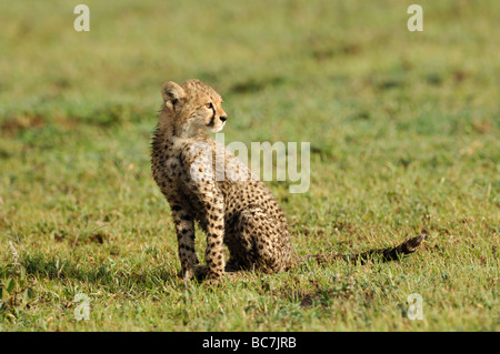 Stock photo d'un cheetah cub assis sur les plaines à herbes courtes de Ndutu, Tanzanie, février 2009. Banque D'Images