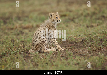 Stock photo d'un cheetah cub assis sur les plaines à herbes courtes de Ndutu, Tanzanie, février 2009. Banque D'Images