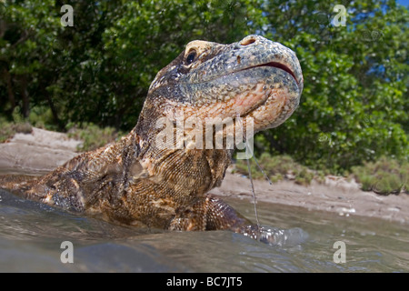 Dragon de Komodo, Varanus komodoensis, natation. Il est également connu comme l'île de Komodo Monitor Banque D'Images