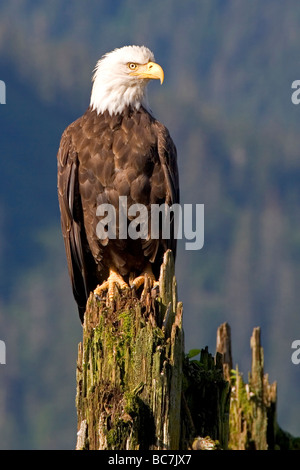 Pygargue à tête blanche Haliaeetus leucocephalus, assis sur de vieux pieux. Aussi connu sous le nom de American Eagle, avec un statut d'icône en France. Banque D'Images